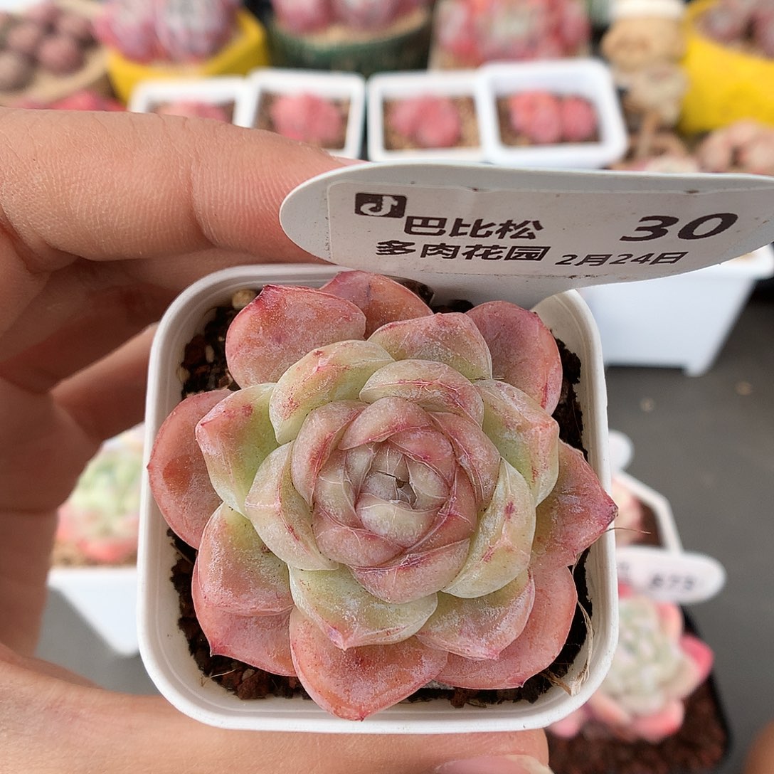 30胖虎石化多肉植物