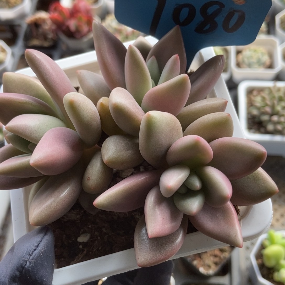 7080桃花源多肉植物保护