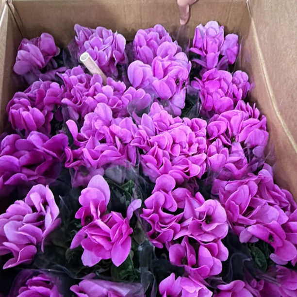 150#【丁香紫】经典必入款！F1仙客来好看好养四季开花耐寒