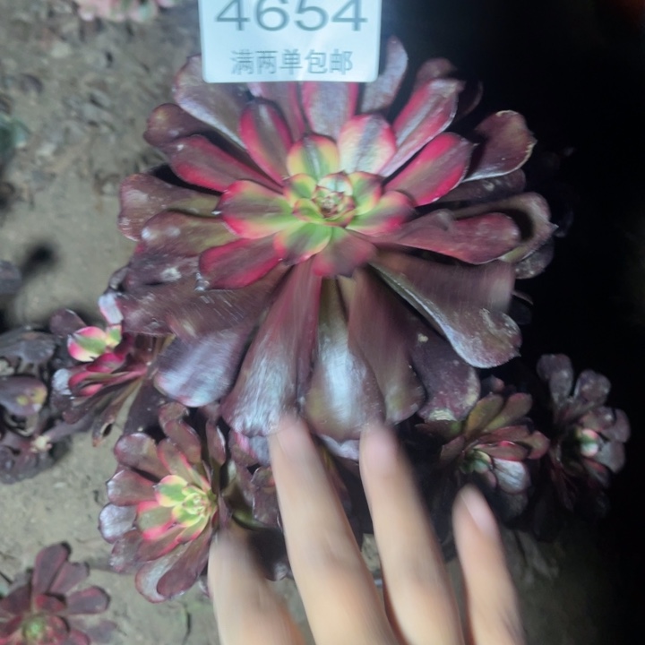 4654美姬的人多肉的