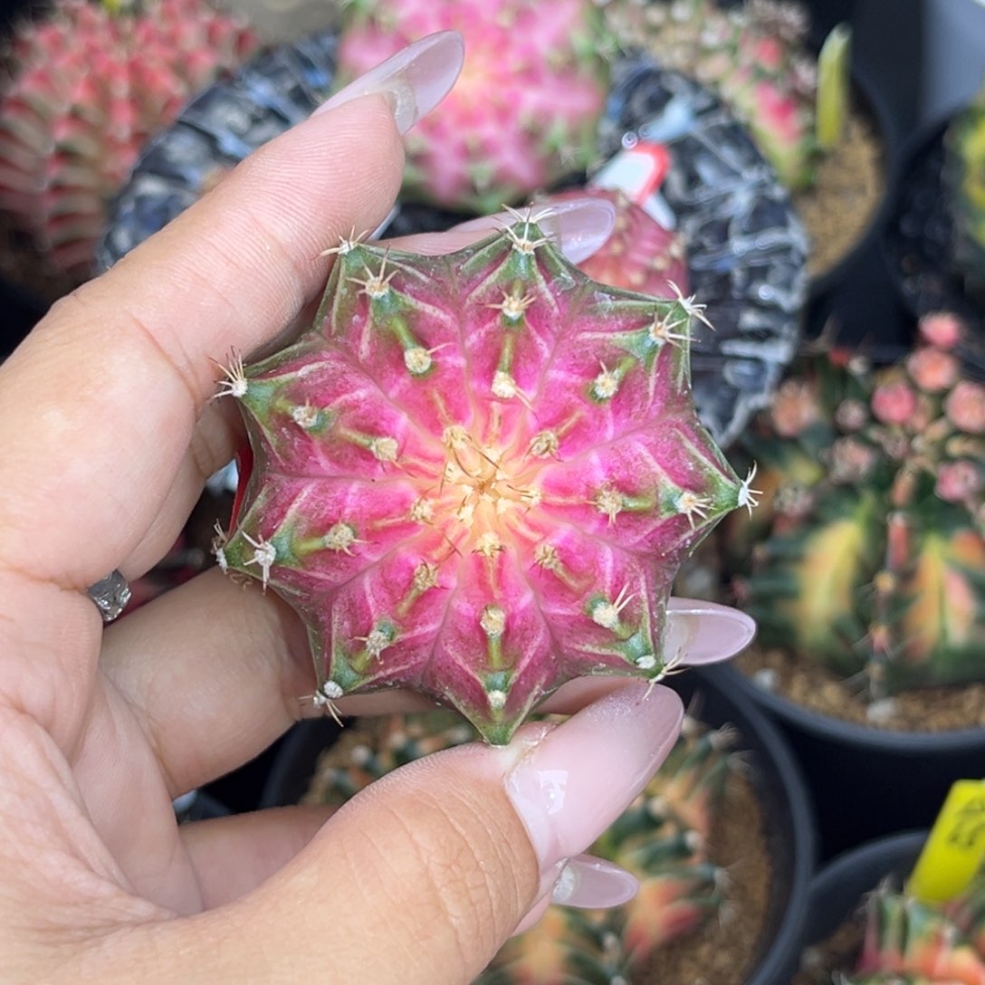 泰系轮回 实生 带盆土4.9