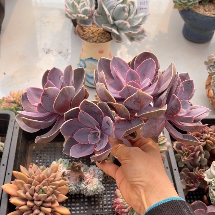 紫丁香朵朵1189多肉