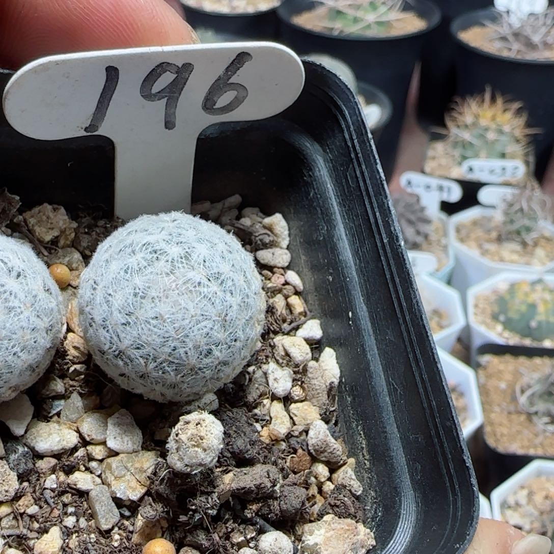 196实生羽姬玉。多肉