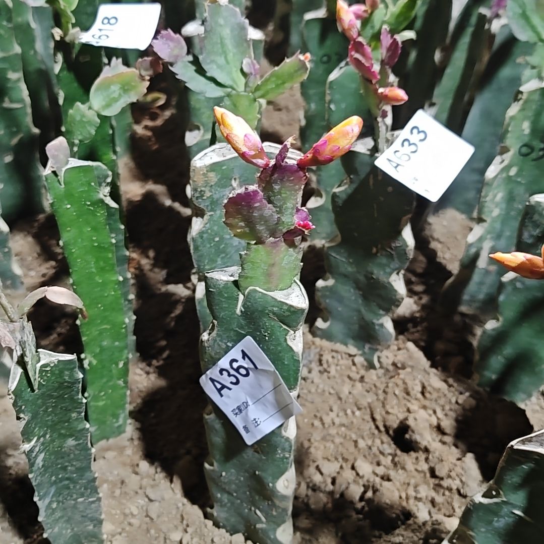 罗***英037黄重瓣脱土脱盆易掉芽苞361