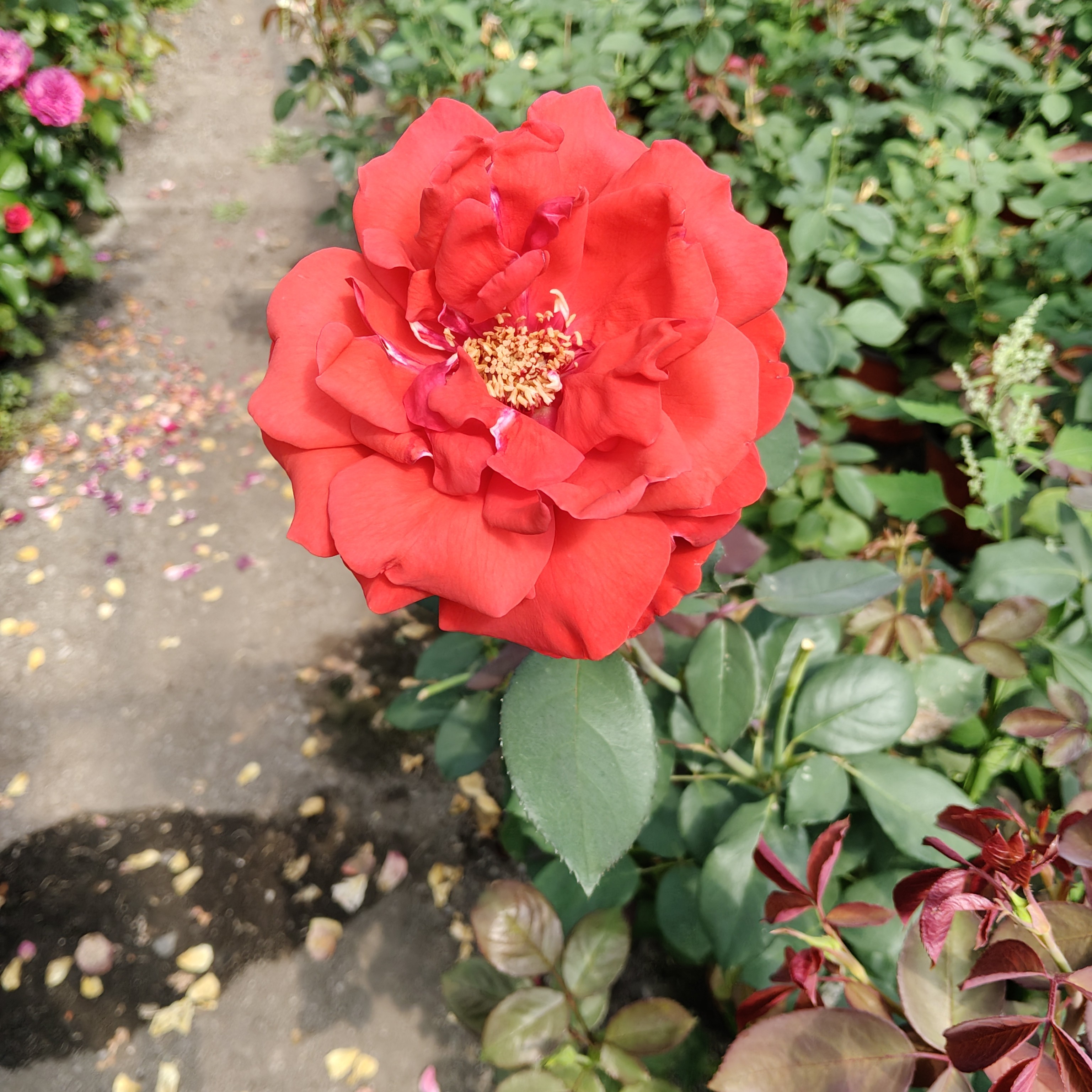 绯扇月季木槿花花卉盆栽庭院阳台种植四季开花好养护