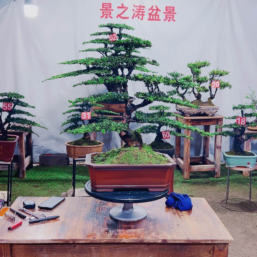 无花朵老桩红芽珍珠罗汉松