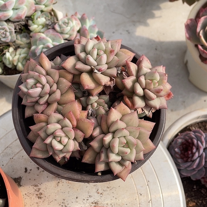 C***黄金象牙多肉植物