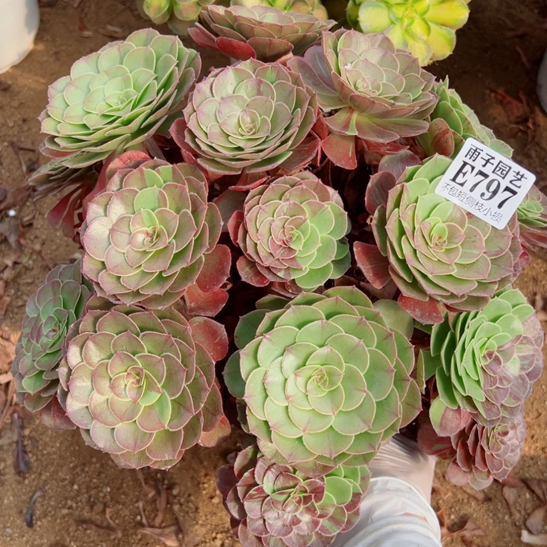 797花夜叶尺寸30左右