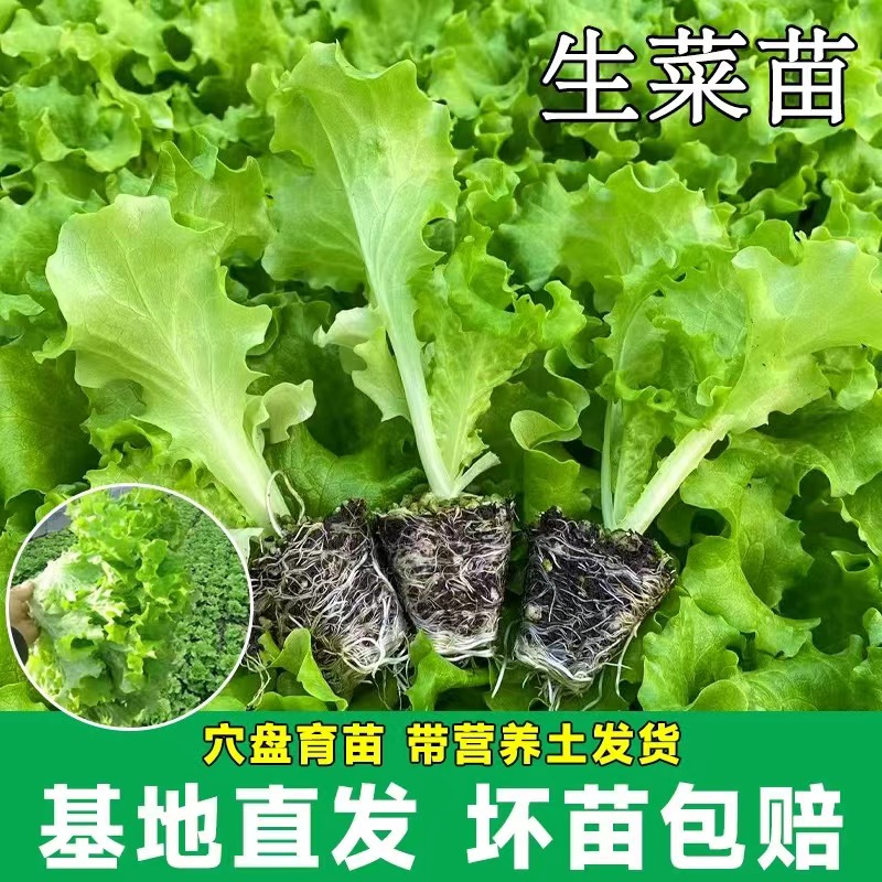 生菜苗生菜秧苗四季生菜阳台盆栽蔬菜苗奶油生菜幼苗春夏秋冬季苗