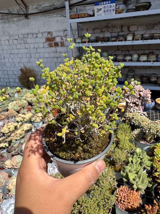 米粒枝干番杏老桩多肉植物