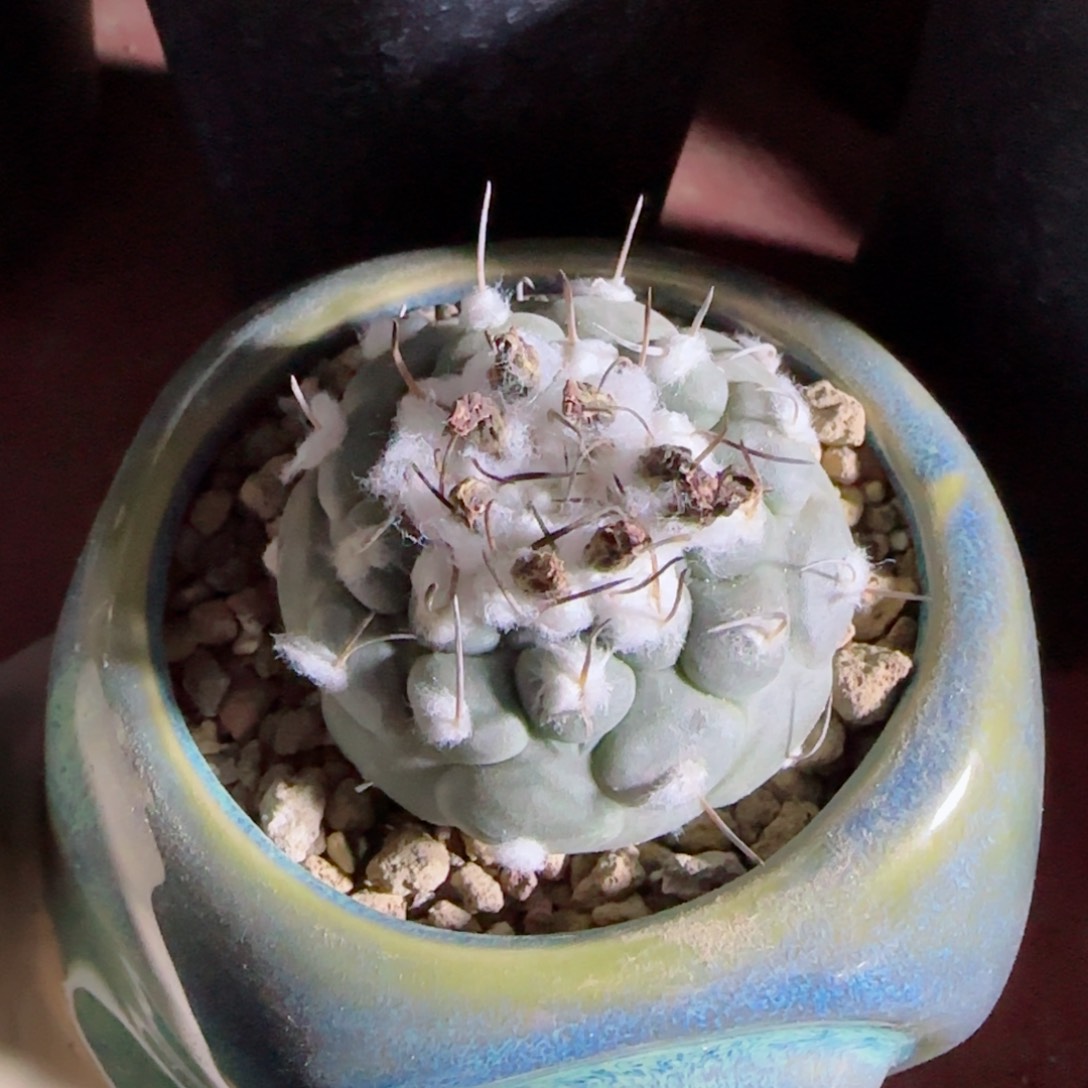 实生冬云多肉5厘米