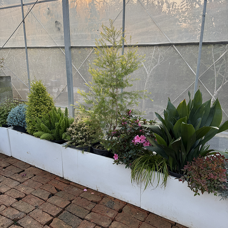 罗曼的花园 低维护花境长效常绿组合盆栽苗绿植花园阳台绿植