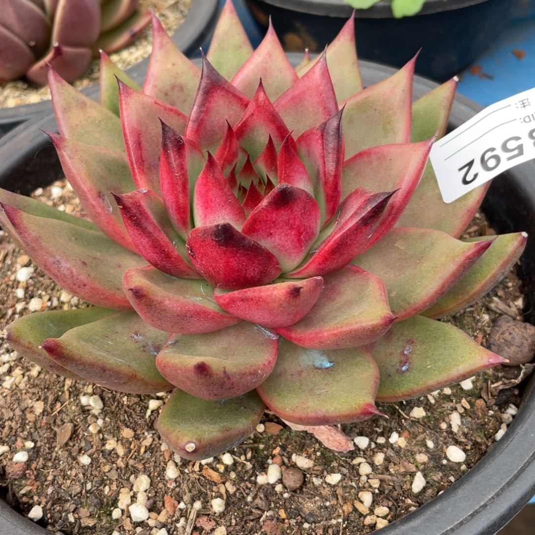 无花朵若如东云筐拍B592