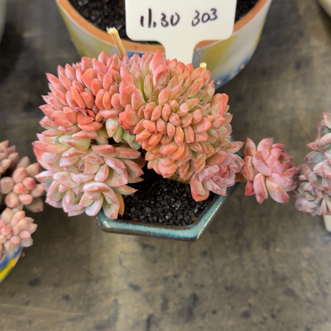 *****一物一拍冰魄缀化303