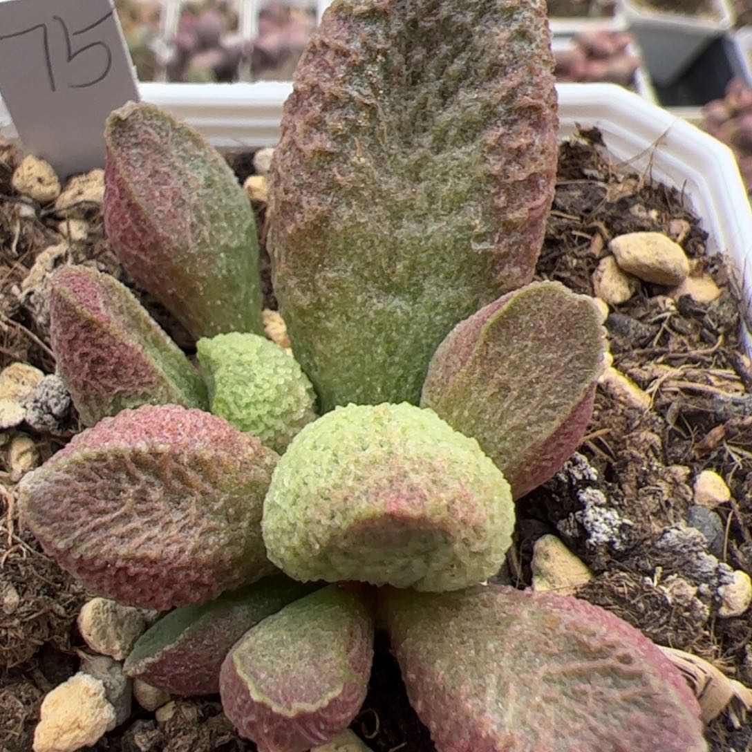 巨猪宝大苗多肉植物水泡