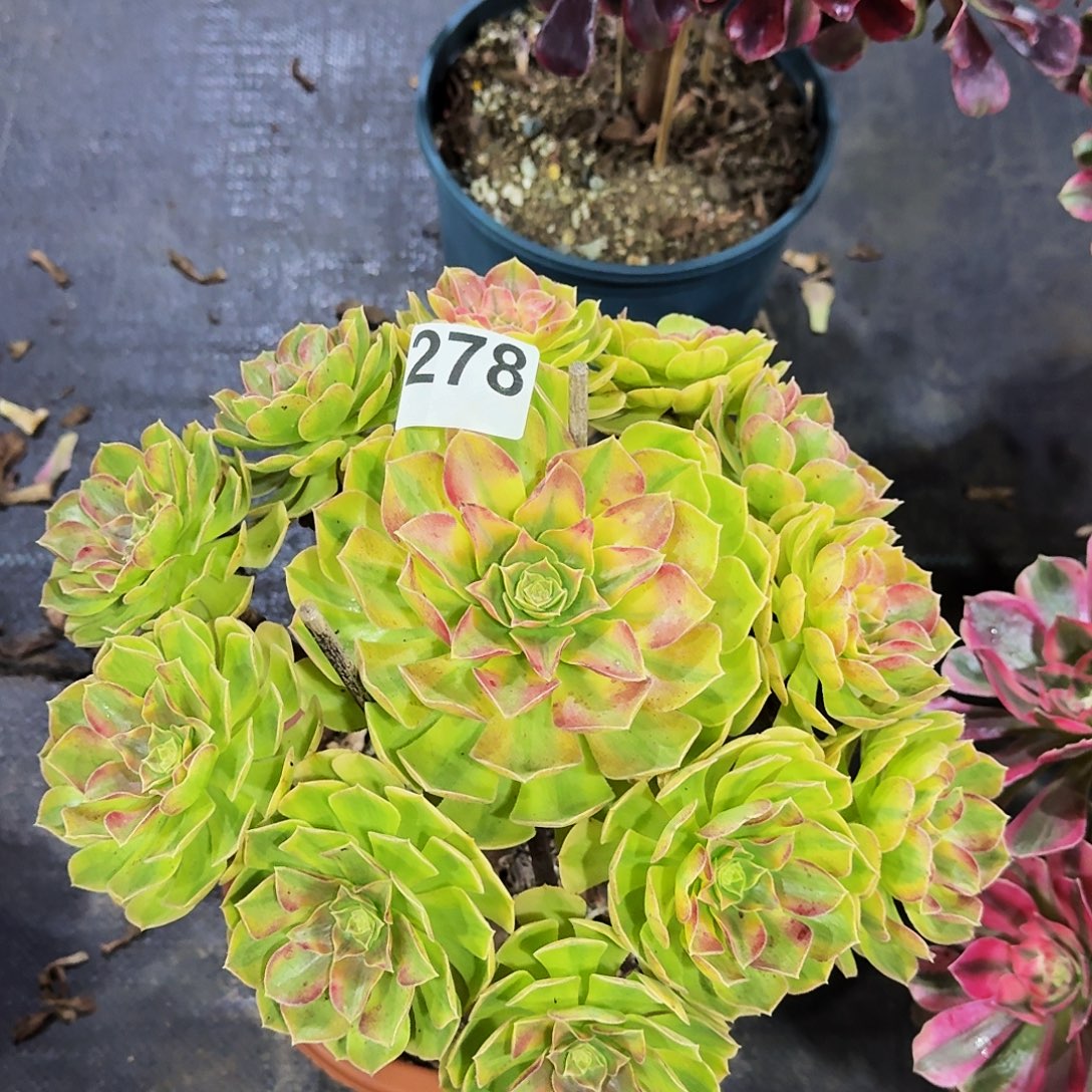 278雨河冠服30公分