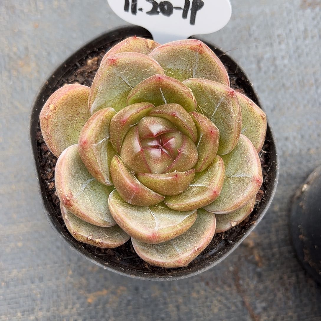 ʚ****1120-19加勒比海蓝。