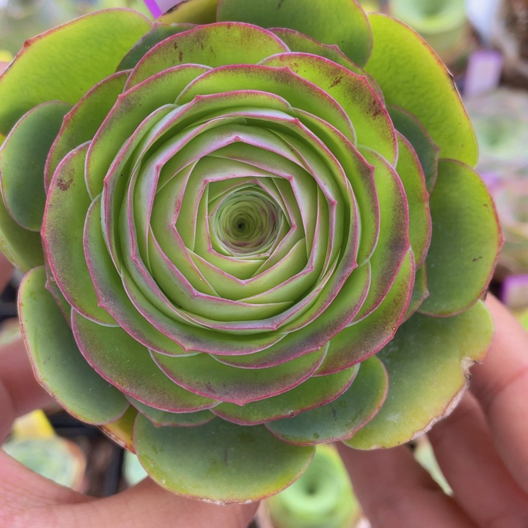 热爱玫瑰一物一拍750