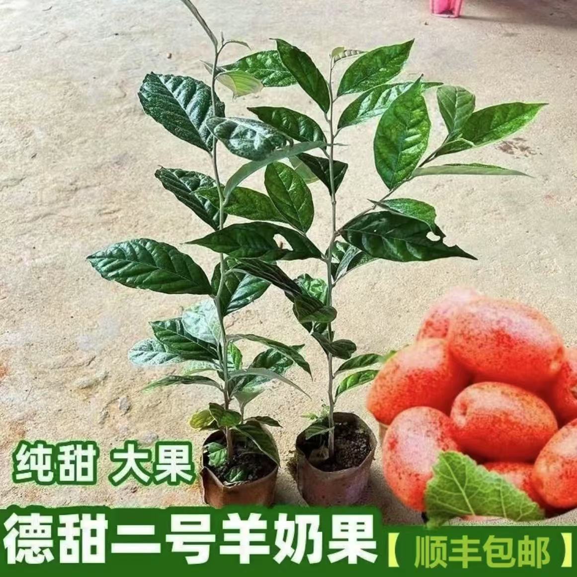 改良品种德甜二号羊奶果 带土带叶发货