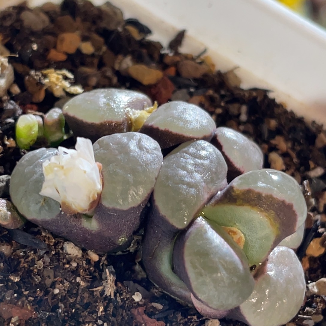 紫体大窗磁铁双头植物一物一拍