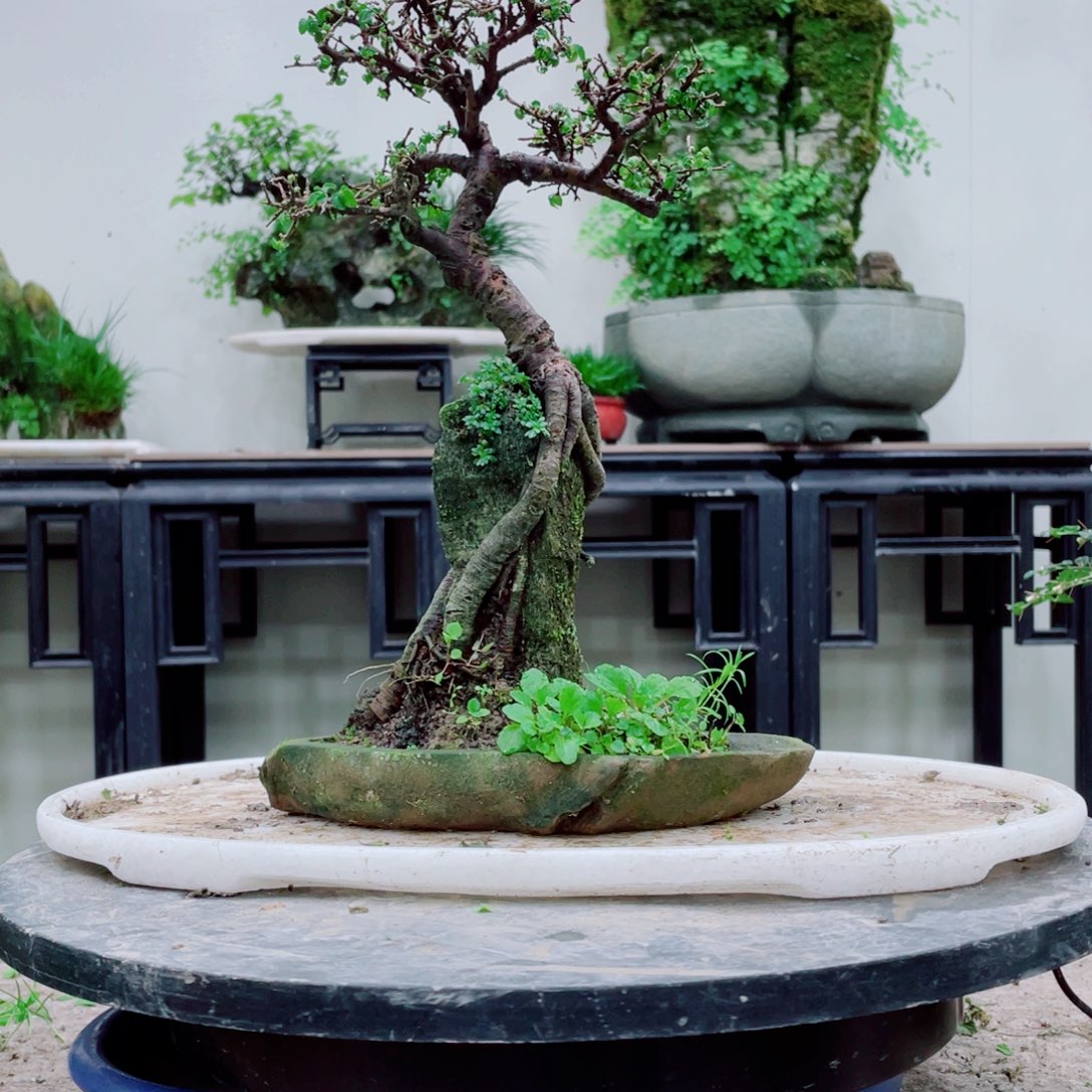 无铅玻璃呦*熙铁线蕨的一个分支叫做白