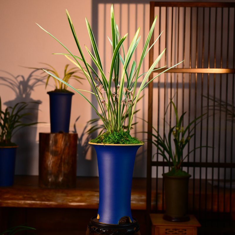 建兰铭品【白马王子】带高端紫砂盆室内室外好养盆栽