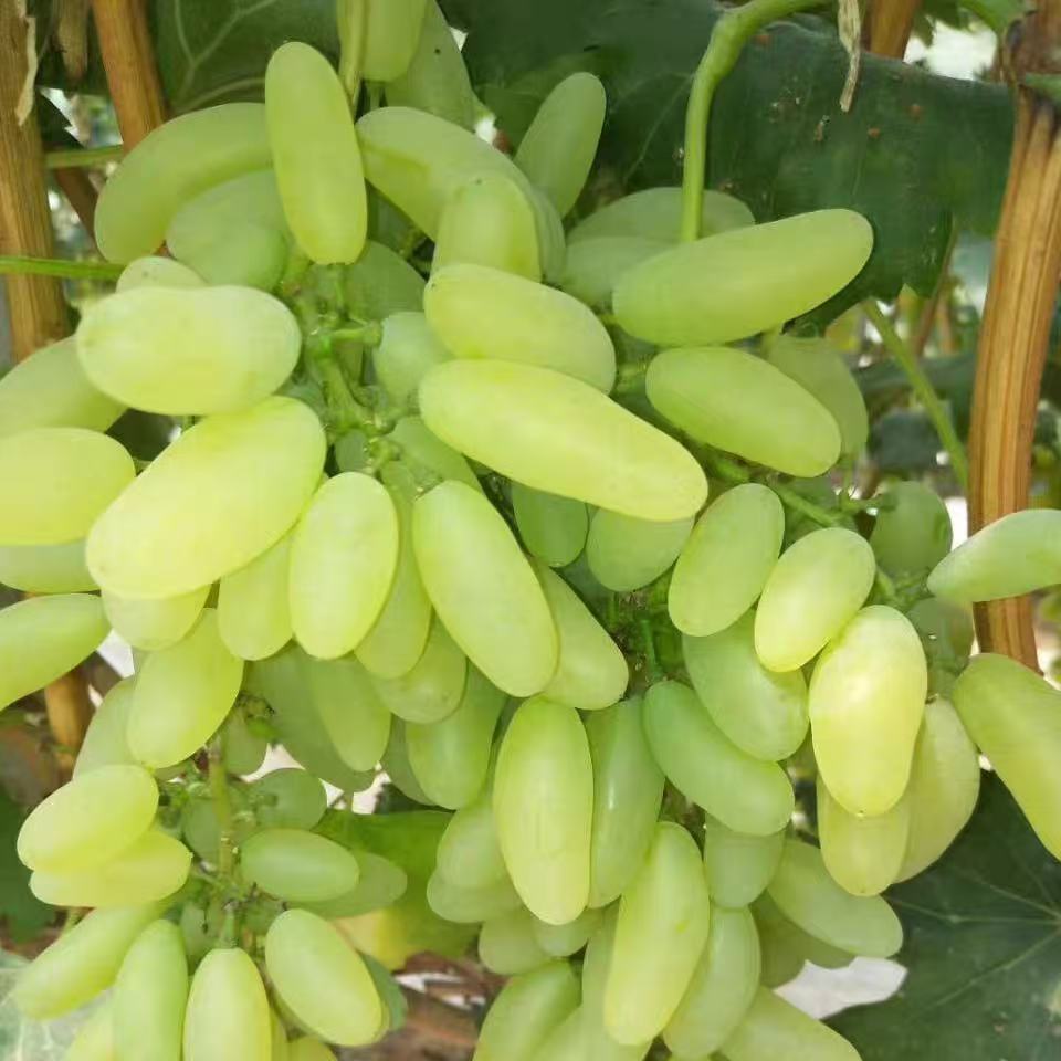 【散装】美人指青提子散装2斤左右