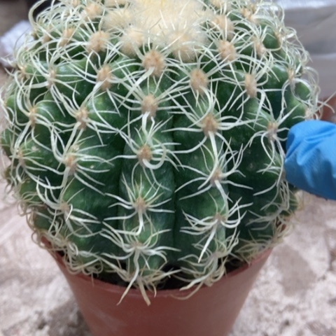 卷虎仙人球35米仙人球