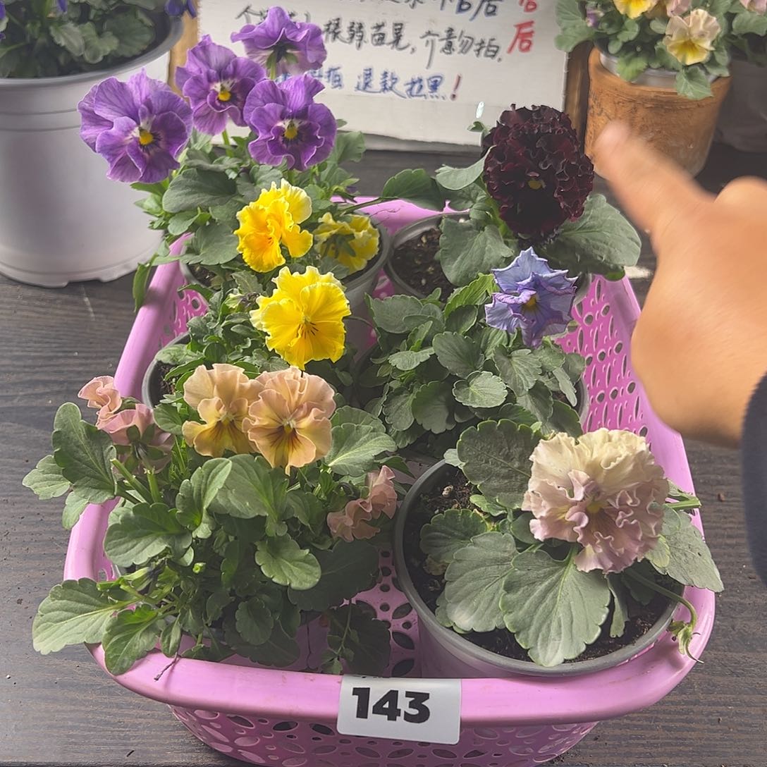 大部分花苞少量开放143号