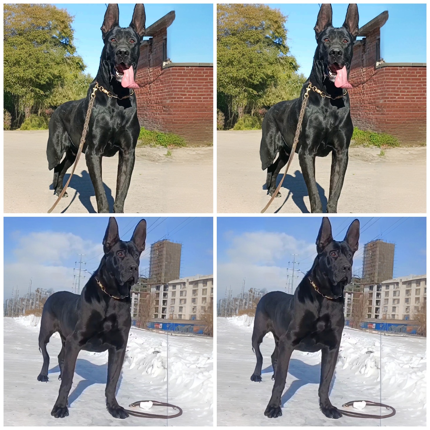 宠物定制相框，宠物定制照片链接1（拍下联系客服）