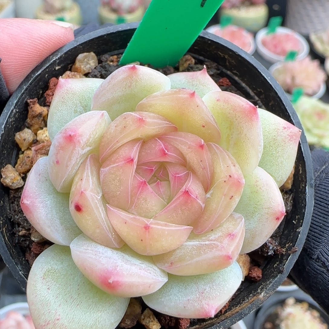 多肉54  糖心  5厘米盆h