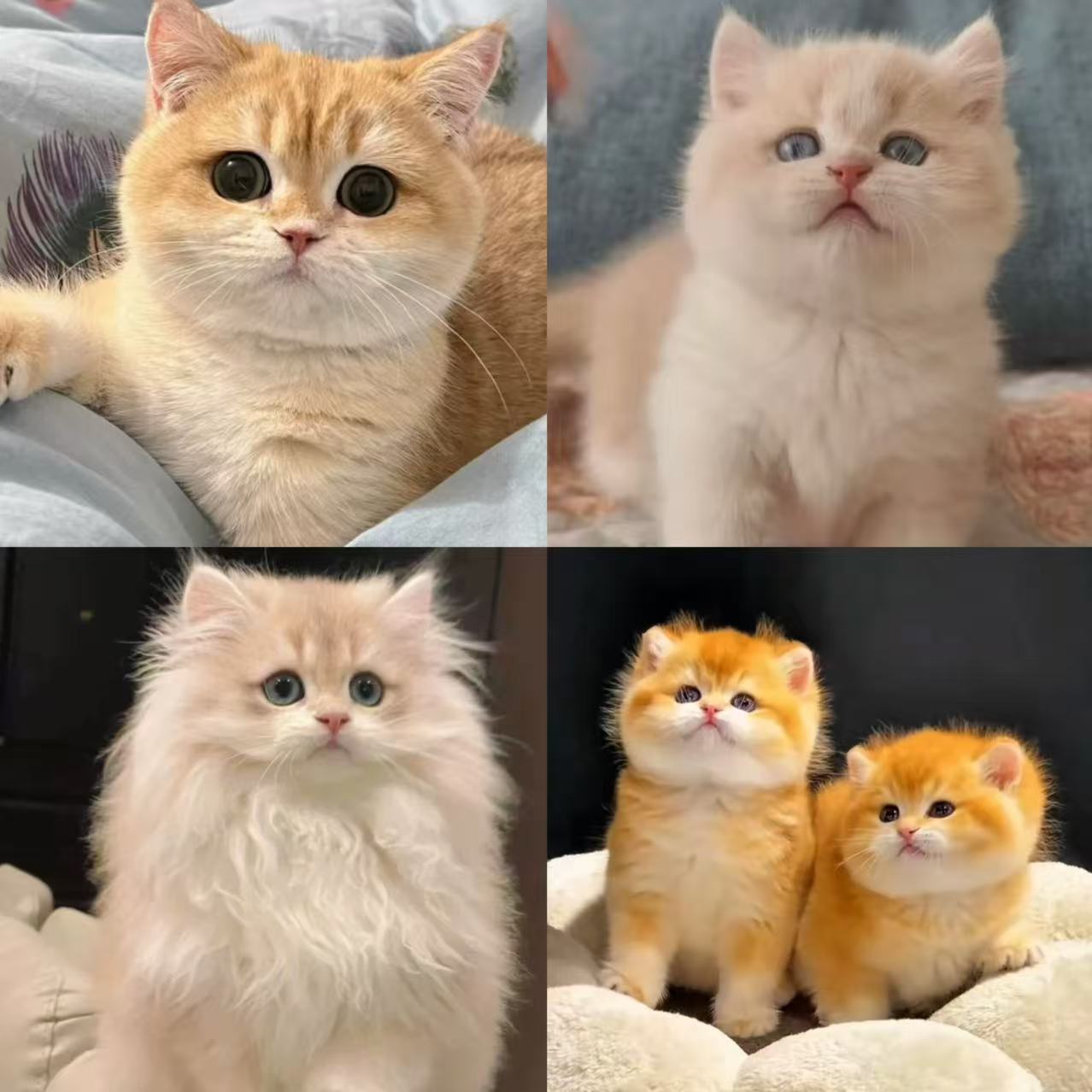 新（欧若拉天使猫舍）猫猫活体