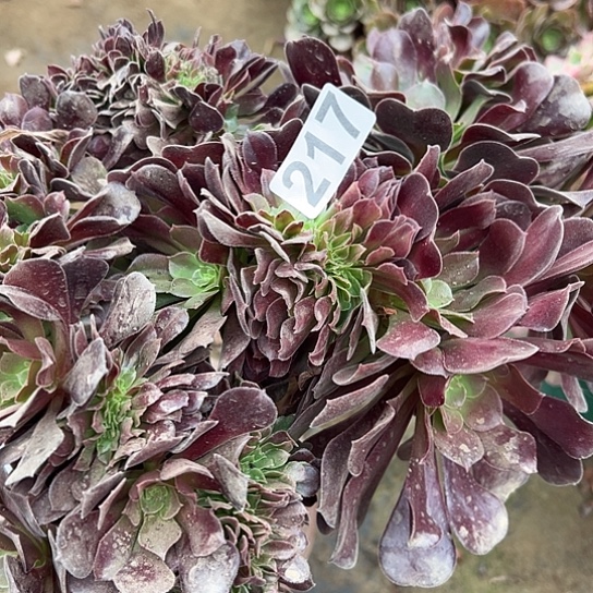 健***哥多肉植物一个欧子217