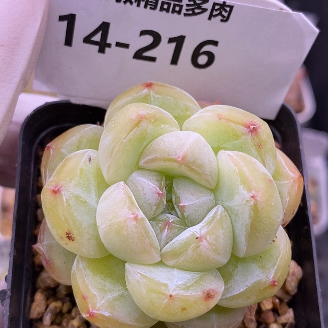 【闪购商品】14-216