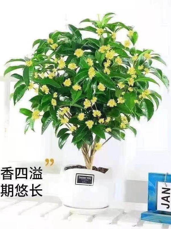 瑞瑞四季桂花盆栽浓香型绿植月月桂花期长室内阳台桂花树桂花盆栽
