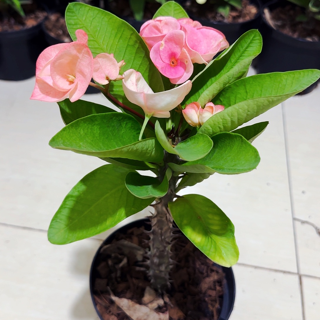 完全开放却克里王直播间一物一拍