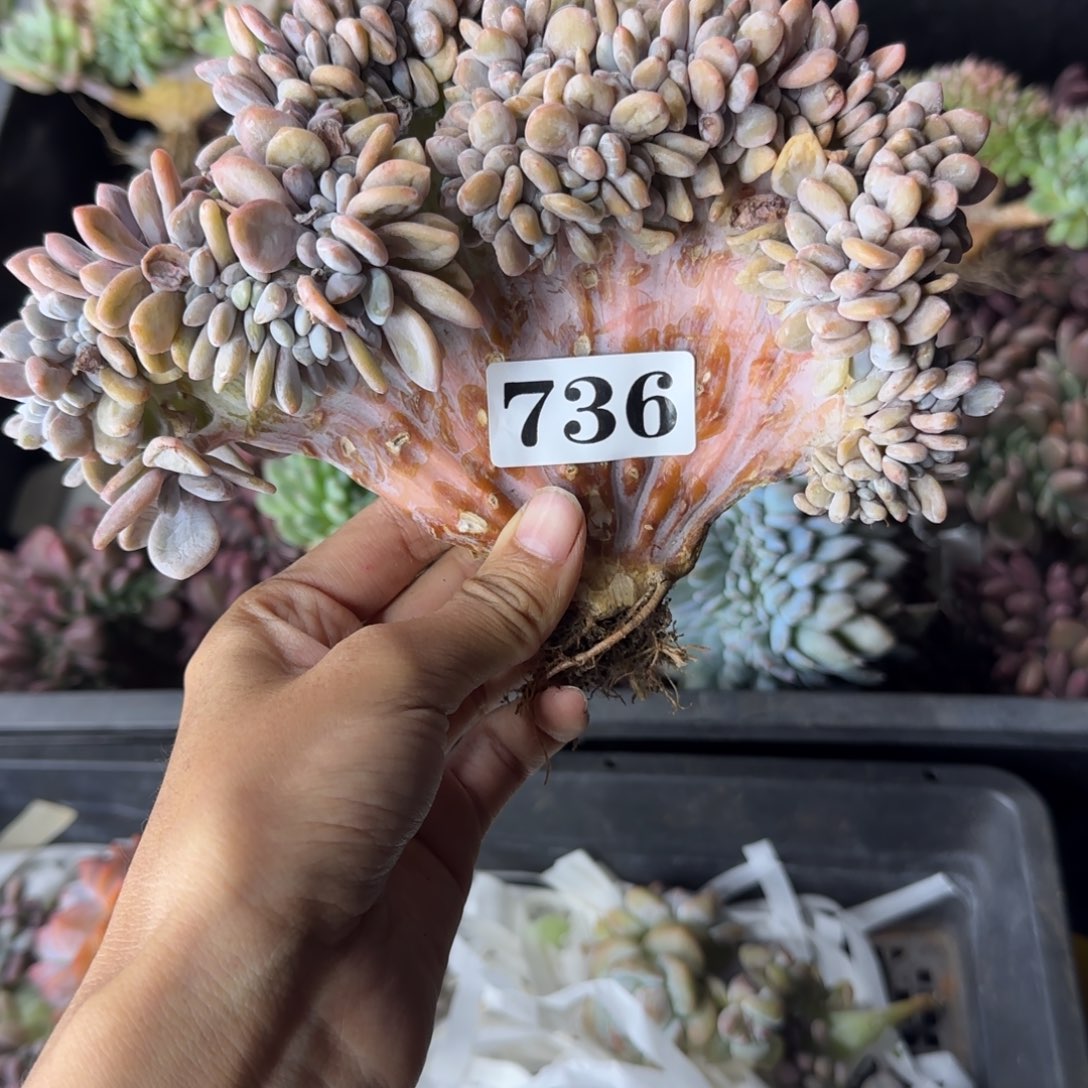 粉兔缀化16厘米有瑕疵736
