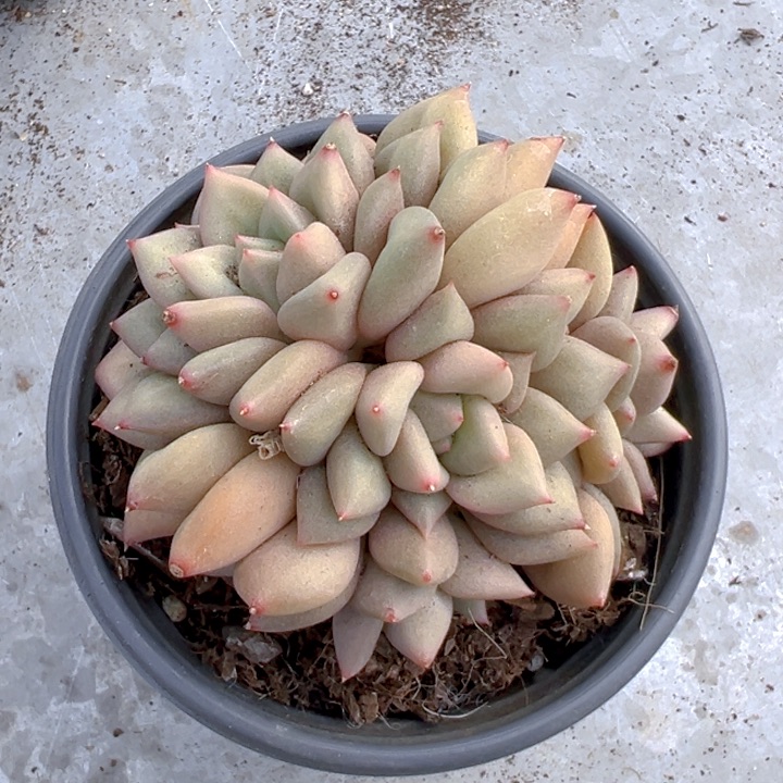 象牙群【一物一拍】两单包邮