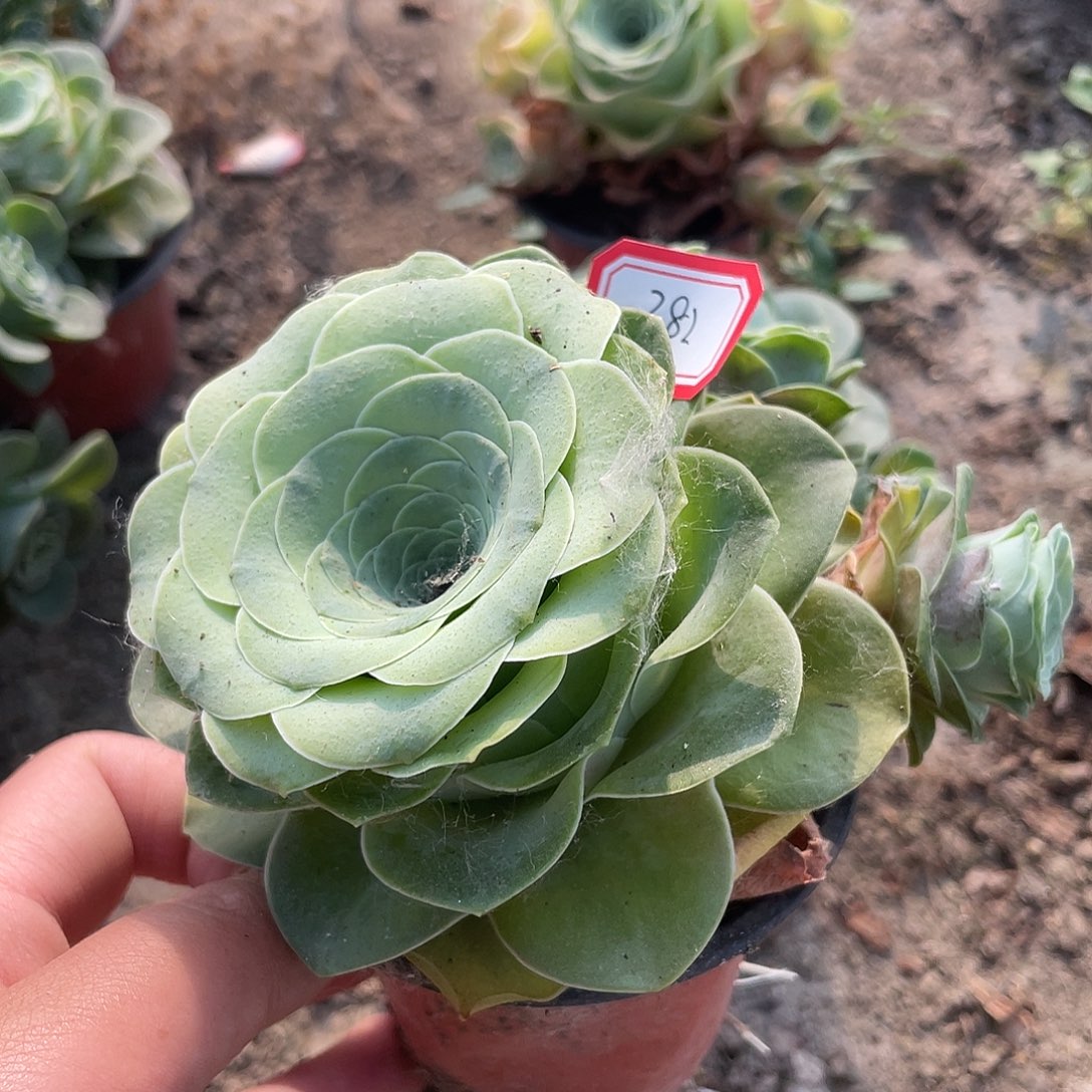 ꧁****꧂山地玫瑰多肉 382