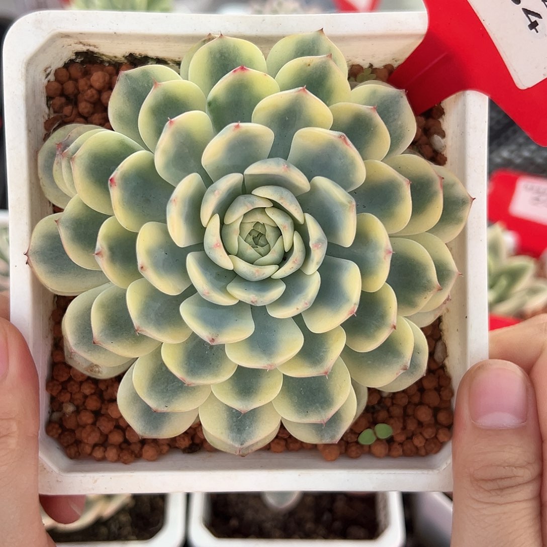34号姬莲锦多肉植物