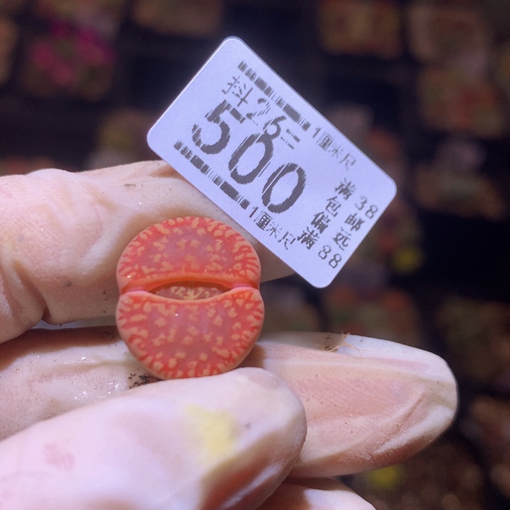 V****?精品生石花26.500