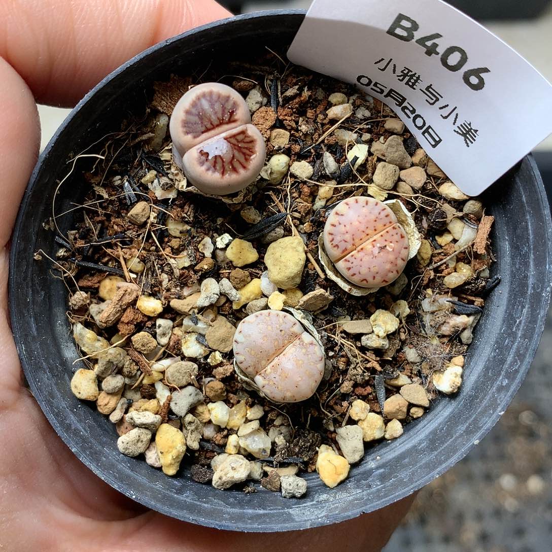 B406多肉植物保护研究所