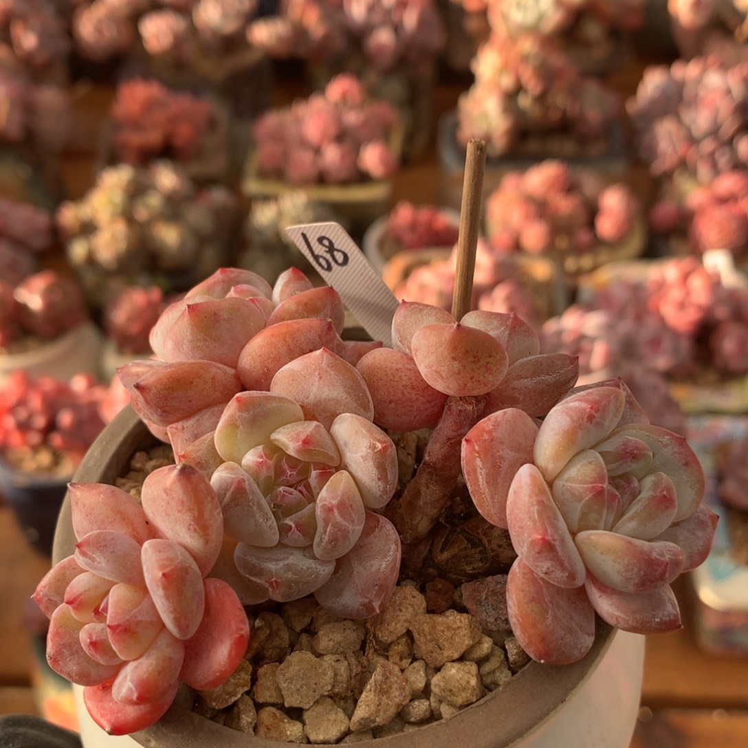 星影一物一拍 004