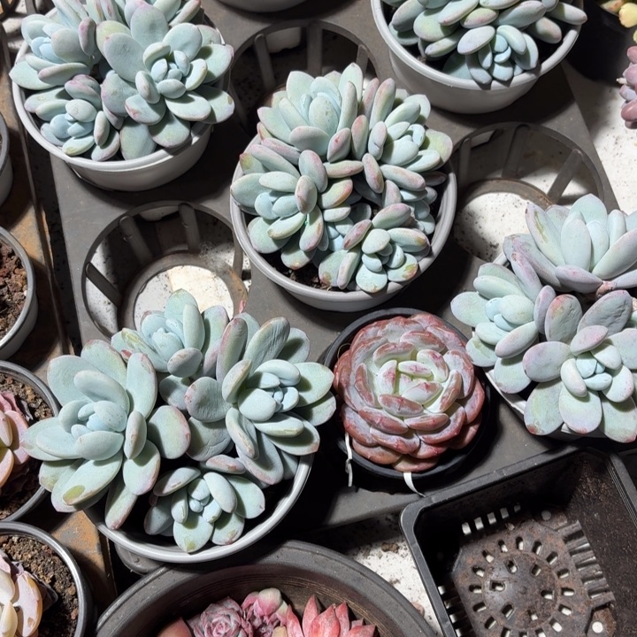 1颗雪美人红红火火好