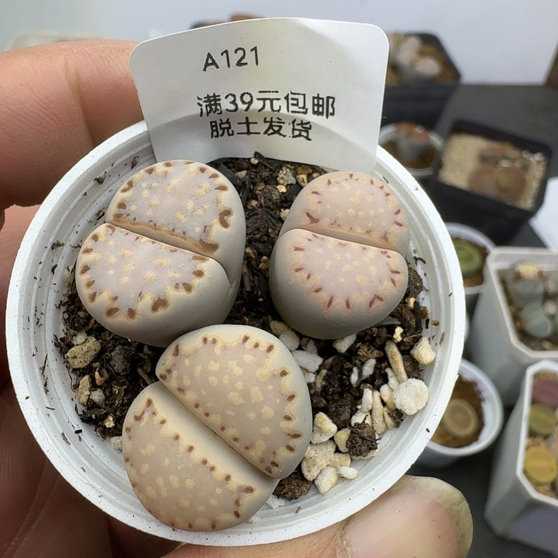 121多肉哈哈哈哈哈哈哈