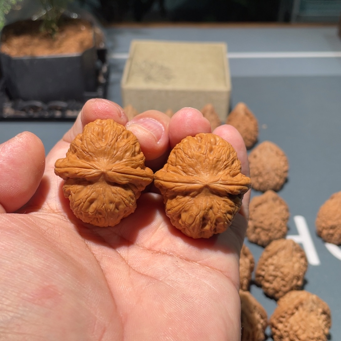 文玩核桃把件天**才元宝35