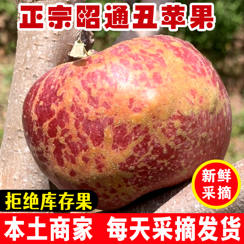 2025云南昭通市丑苹果新鲜应季脆甜纯甜水果原产地直发整箱
