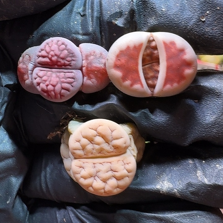 生石花11111111。  193