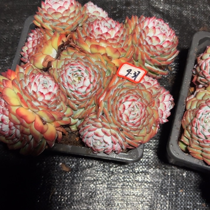 你***友精品多肉植物老桩