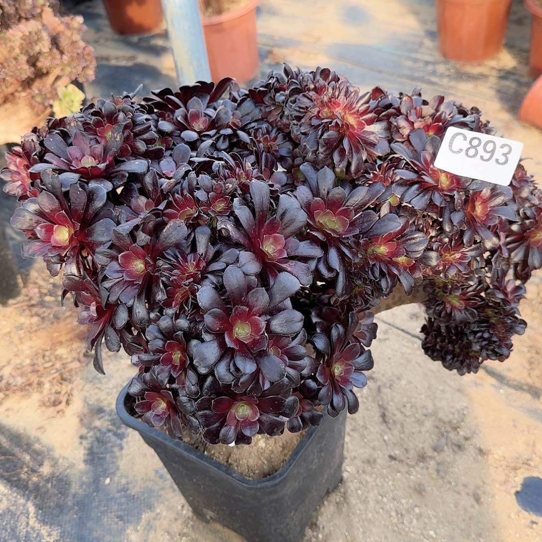 893欧紫多多有2处大伤一颗